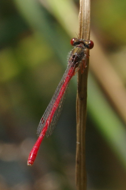 Cériagrion délicat  - Hervé Le Morvan