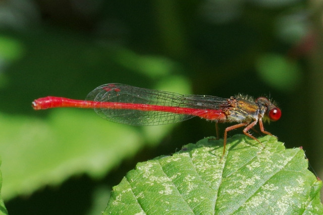 Cériagrion délicat  - Hervé Le Morvan