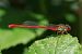 Cériagrion délicat - Le Morvan Hervé