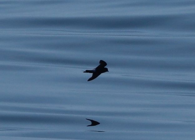 Wilson's Storm Petrel  - Antoine Chabrolle