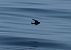 Wilson's Storm Petrel  - Antoine Chabrolle