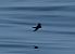 Wilson's Storm Petrel  - Antoine Chabrolle