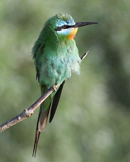 Guêpier de Perse  - Bernard Hauguel