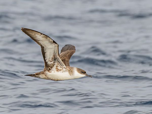 Puffin majeur  - Aymeric Bertho
