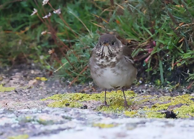 Grive à joues grises  - Jean-Philippe Paul