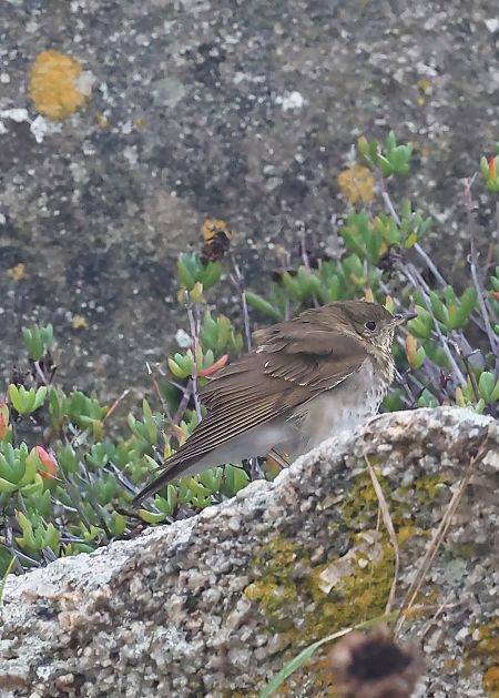 Grive à joues grises  - Jean-Philippe Paul
