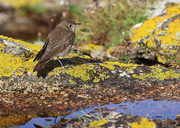 Grive à joues grises  - Jean-Philippe Paul
