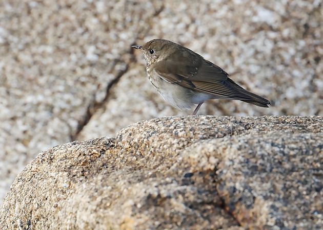 Grive à joues grises  - Jean-Philippe Paul