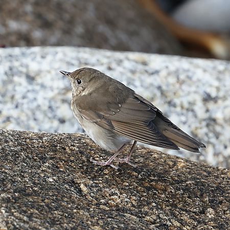 Grive à joues grises  - Jean-Philippe Paul