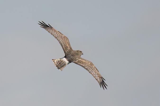 Busard d'Amérique  - Dubos Jacques