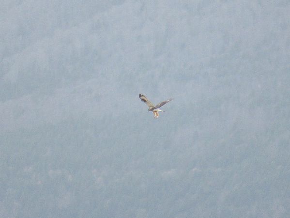 Buse pattue  - Christian Riols