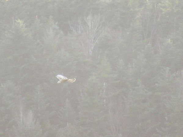 Buse pattue  - Christian Riols