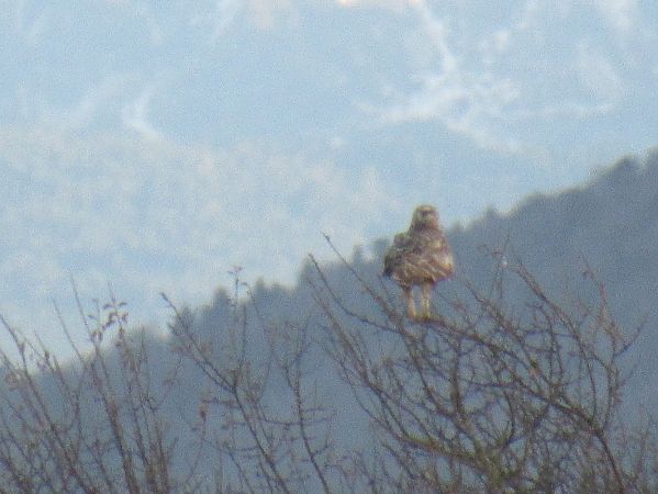 Buse pattue  - Christian Riols