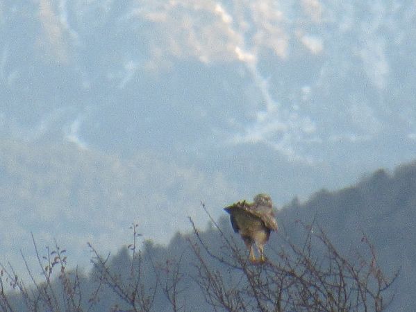 Buse pattue  - Christian Riols