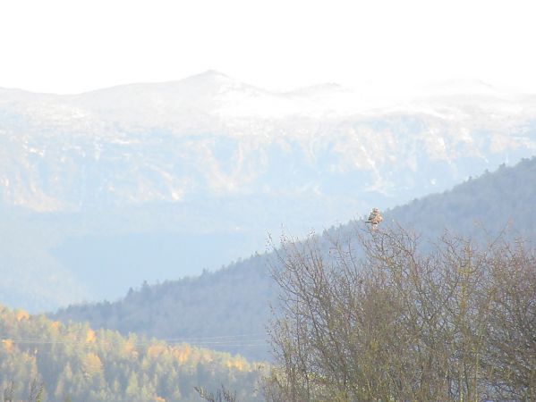 Buse pattue  - Christian Riols