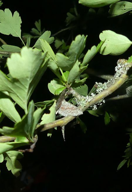 Cyclophora pendularia  - Sylvain Lethuillier