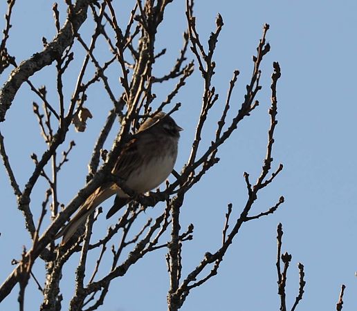 Bruant à calotte blanche  - Boris Juillard