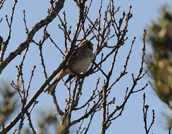 Bruant à calotte blanche  - Boris Juillard