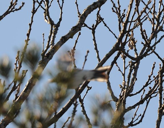 Bruant à calotte blanche  - Boris Juillard