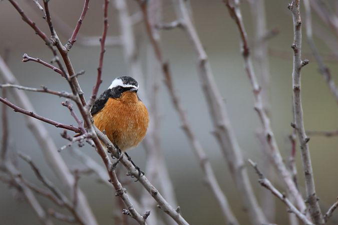 Rougequeue de Moussier  - Florian Garcia