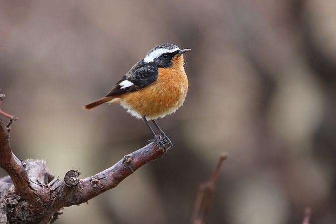 Rougequeue de Moussier  - Florian Garcia