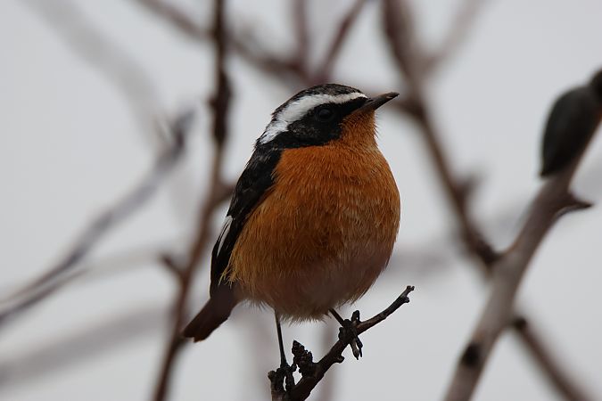 Rougequeue de Moussier  - Florian Garcia