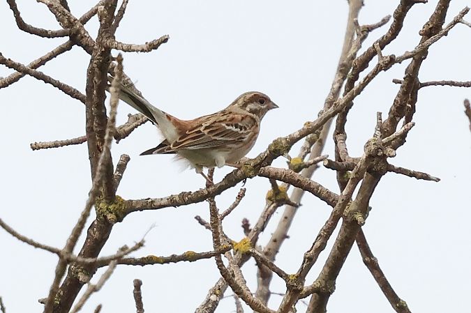 Bruant à calotte blanche  - Marc Thibault