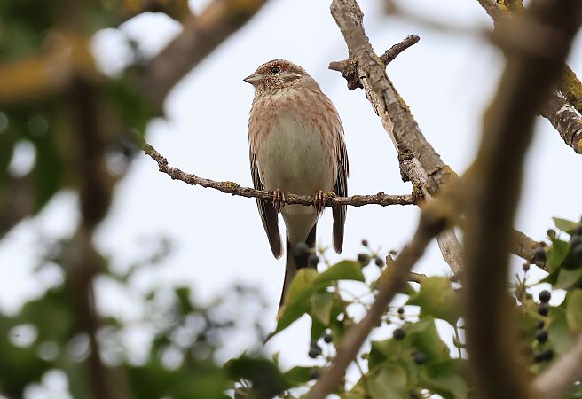 Bruant à calotte blanche  - Marc Thibault