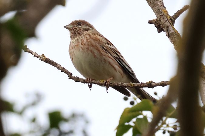 Bruant à calotte blanche  - Marc Thibault