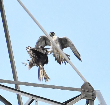 Faucon sacre  - Patrice Gélin
