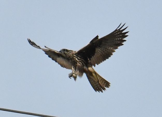 Faucon sacre  - Patrice Gélin