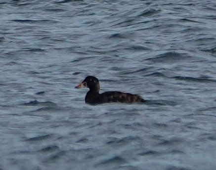 Macreuse à front blanc  - Arnaud Amaury (COGard)