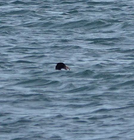 Macreuse à front blanc  - Arnaud Amaury (COGard)