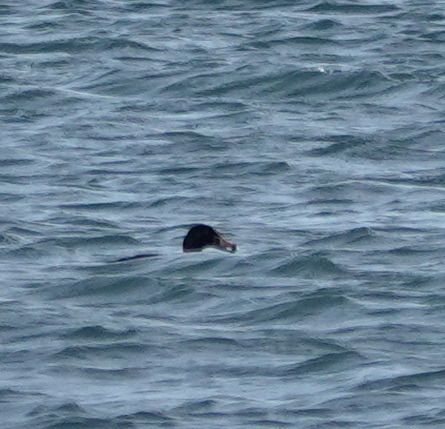 Macreuse à front blanc  - Arnaud Amaury (COGard)