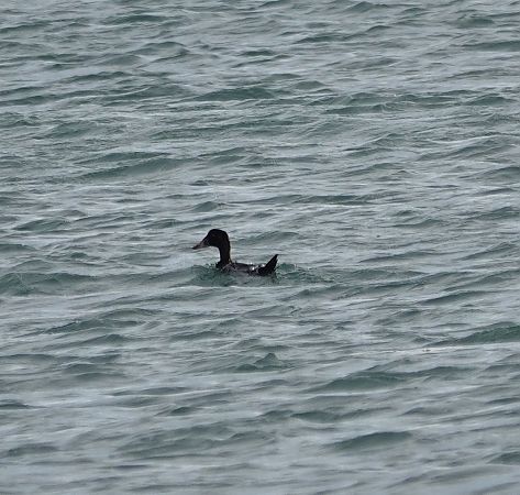 Macreuse à front blanc  - Arnaud Amaury (COGard)