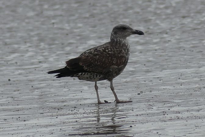 Goéland des Açores  - Marie-Paule & Xavier Hindermeyer