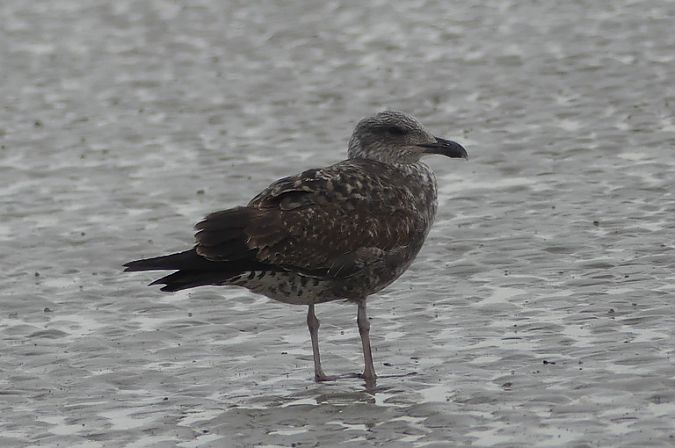 Goéland des Açores  - Marie-Paule & Xavier Hindermeyer