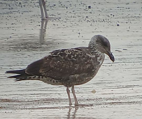 Goéland des Açores  - Marie-Paule & Xavier Hindermeyer