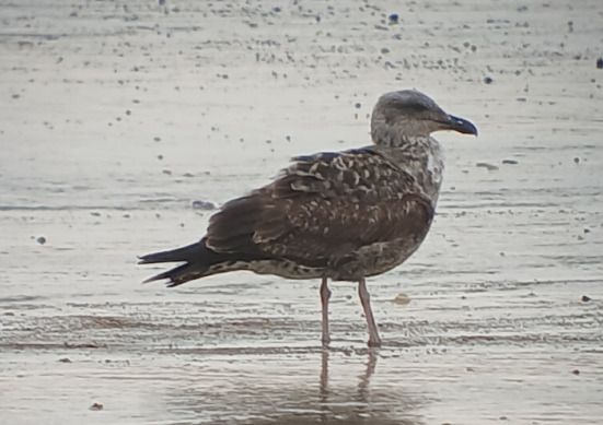 Goéland des Açores  - Marie-Paule & Xavier Hindermeyer