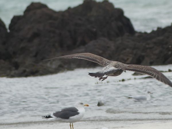 Goéland des Açores  - Marie-Paule & Xavier Hindermeyer