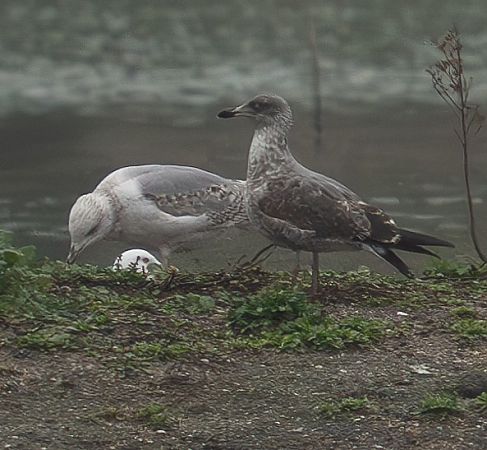 Goéland des Açores  - Guillaume Rey