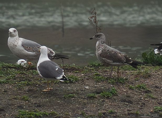 Goéland des Açores  - Guillaume Rey