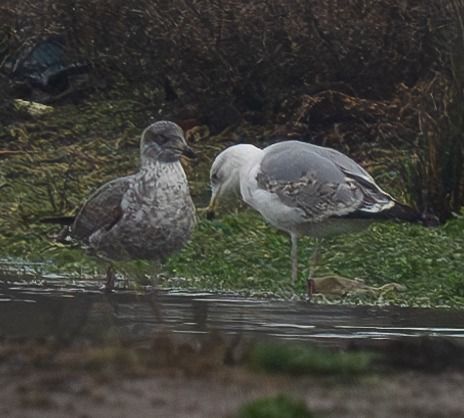 Goéland des Açores  - Guillaume Rey
