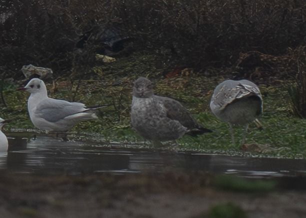 Goéland des Açores  - Guillaume Rey