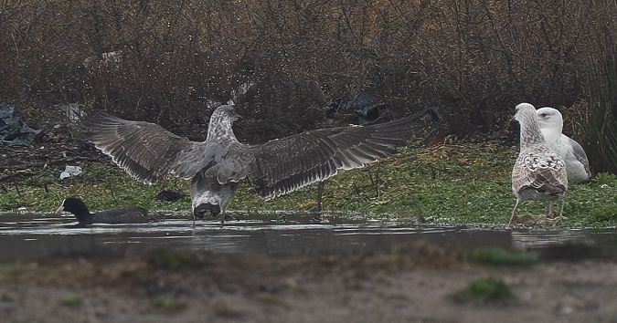 Goéland des Açores  - Guillaume Rey