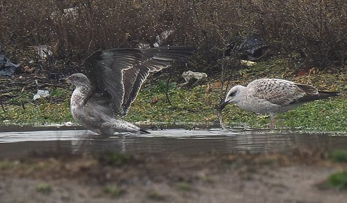 Goéland des Açores  - Guillaume Rey