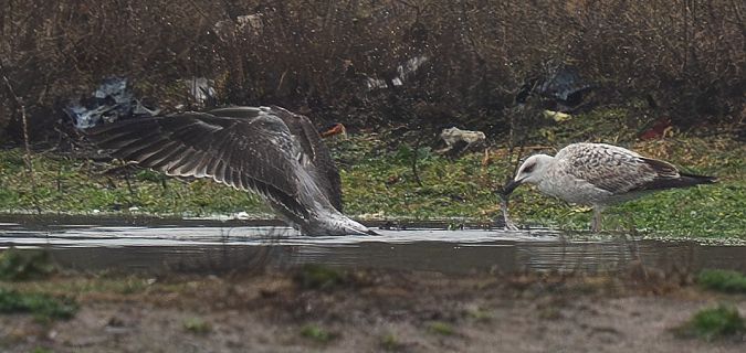 Goéland des Açores  - Guillaume Rey