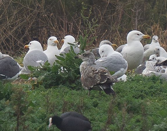 Goéland des Açores  - Guillaume Rey