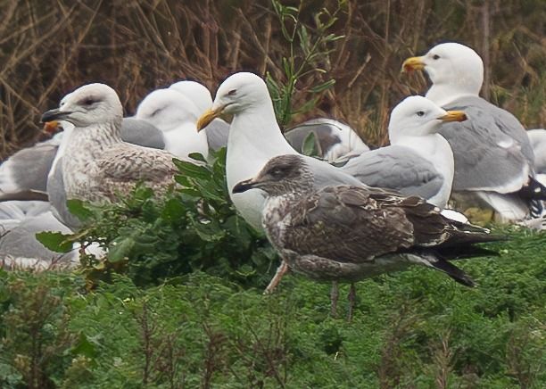 Goéland des Açores  - Guillaume Rey