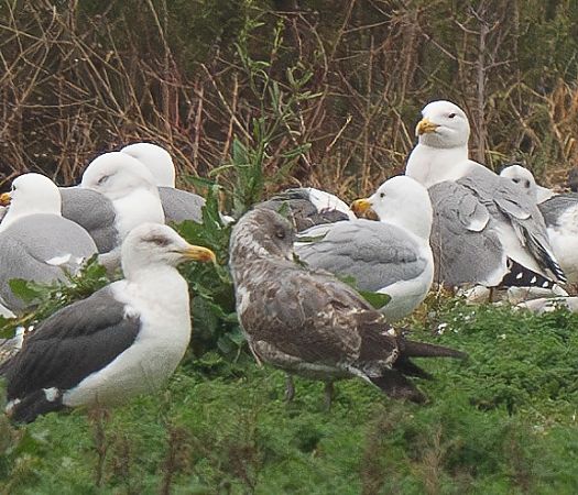 Goéland des Açores  - Guillaume Rey